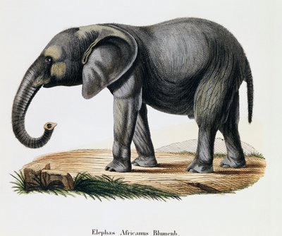Afrikkalainen norsu (Elephas africanus), nisäkkäistä kuvitettu luonnosta kuvauksin, Johann Christian Daniel von Schreber (1739-1810), kaiverrus IC Bock A Fleischmannin, Saksan piirtämisen jälkeen tekijältä German School