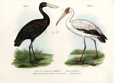Afrikkalainen haikara, 1864 tekijältä German School