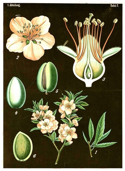 Manteli (Prunus Amygdalus) n. 1890 (kromolitografia) tekijältä German School