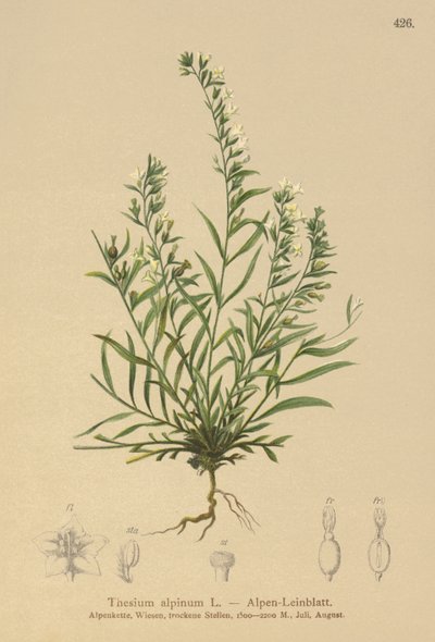 Alpine Bastard Toadflax (Thesium alpinum) tekijältä German School