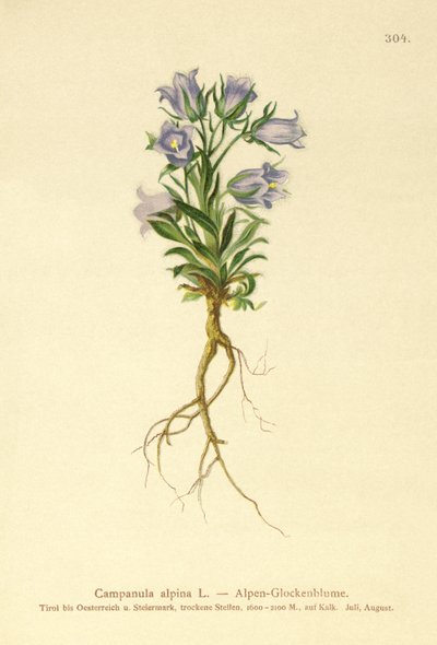 Alppien kellokukka (Campanula alpina) tekijältä German School