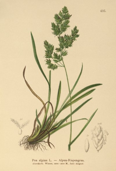 alppisiniruoho (Poa alpina) tekijältä German School