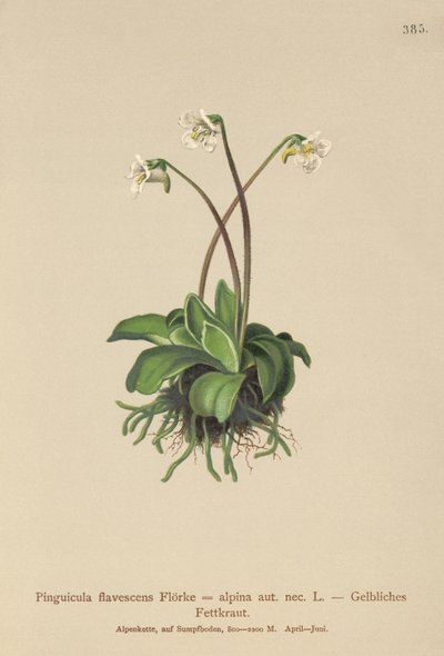 Alpikirkko (Pinguicula flavescens, Pinguicula alpina) tekijältä German School