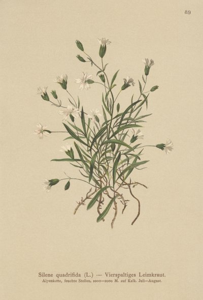 Alpine Campion (Silene quadrifida, Ixoca quadrifida) tekijältä German School