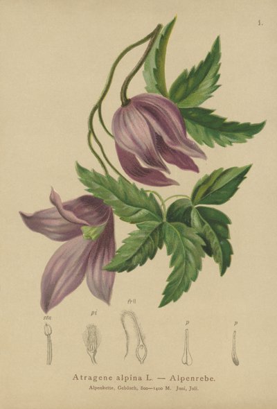 Alpine Clematis (Atragene alpina, Clematis alpina) tekijältä German School