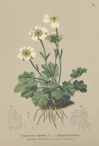 Alppivarsjalka (Ranunculus alpestris) tekijältä German School