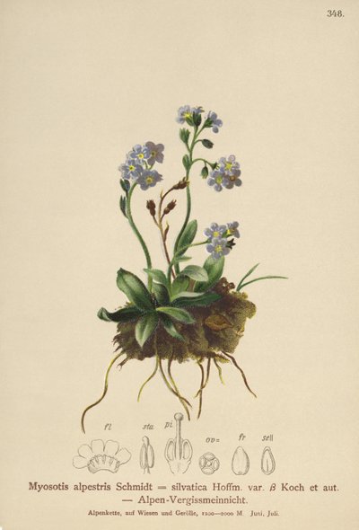Alpine unohtumaton (Myosotis alpestris, Myosotis silvatica) tekijältä German School