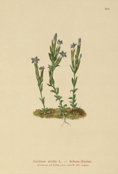 alppigentian (Gentiana nivalis) tekijältä German School
