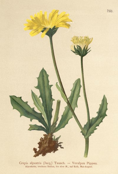 Alpine Hawks -parta (Crepis alpestris) tekijältä German School