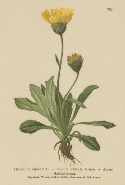 Alppien haukkarokko (Hieracium alpinum, Hieracium alpenum, Hieracium pilosum) tekijältä German School