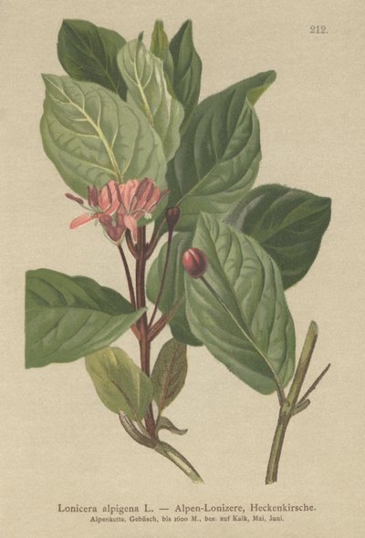 Alppien kuusama (Lonicera alpigena) tekijältä German School
