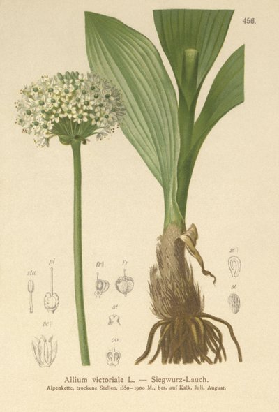 Alppipurjo (Allium victoriale, Allium victoriale, Onion winneralis, Geboscon triphylum, Allium plantagineum, Allium anguinum) tekijältä German School