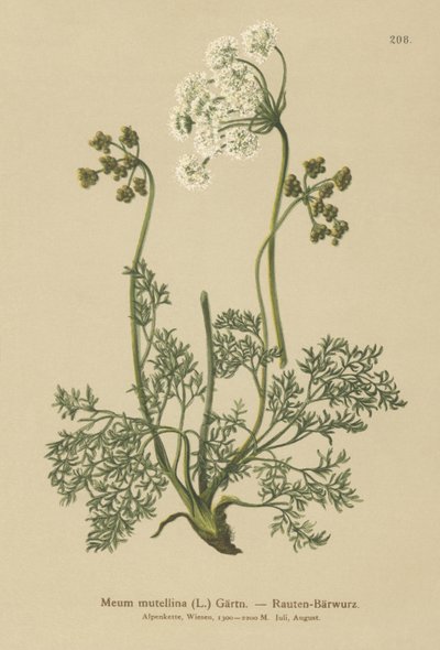 Alppilude (Meum mutellina, Ligusticum mutellina) tekijältä German School