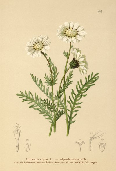 Alpine Mayweed (Anthemis alpina, Achillea oxyloba subsp. schuri) tekijältä German School