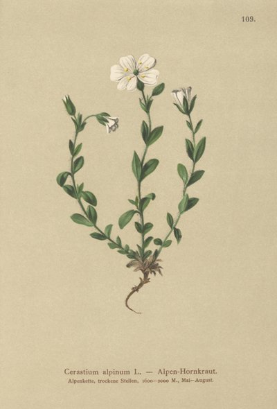 Alppihiiren korva (Cerastium alpinum) tekijältä German School