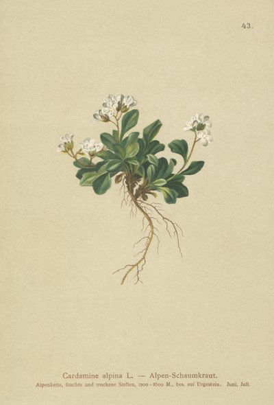alppipohjoinen kivikrassi (Cardamine alpina) tekijältä German School