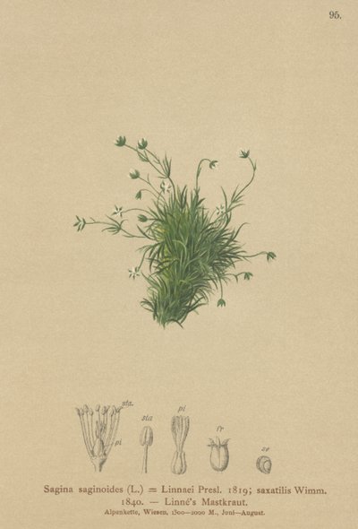 Alppihelmiwort (Sagina saginoides, Sagina Linnaei, Sagina saxatilis) tekijältä German School