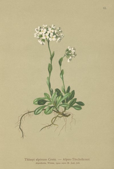 Alppikrassi (Thlaspi alpinum, Noccaea alpestris subsp. alpestris, Thlaspi minimum, Noccaea crantzii, Thlaspi kerneri, Thlaspi alpinum var. kerneri, Thlaspi alpestris) tekijältä German School