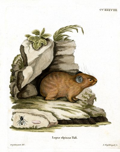 Alpine Pika (värillinen kaiverrus) tekijältä German School