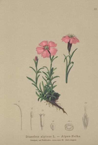 Alpine Pink (Dianthus alpinus) tekijältä German School