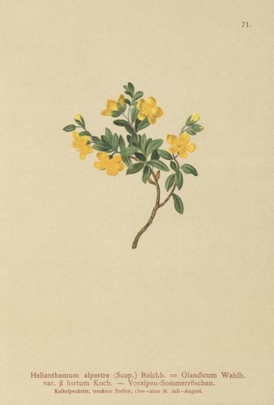 Alpikiviruusu (Helianthemum alpestre, Helianthemum Olandicum var. hirtum, Helianthemum montanum) tekijältä German School