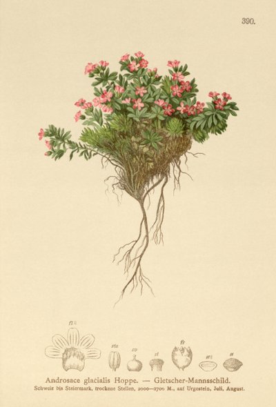 Alpine Rock Jasmine (Androsace glacialis, Androsace alpina) tekijältä German School