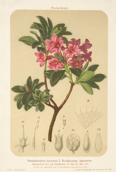 alppiruusu (Rhododendron hirsutum) tekijältä German School