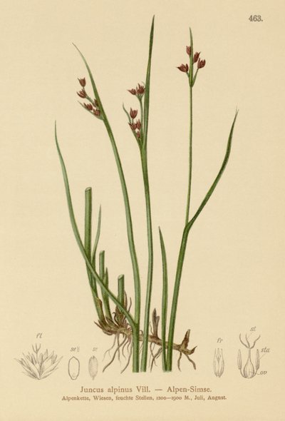 Alpine Rush (Juncus alpinus, Juncus alpinoarticulatus) tekijältä German School