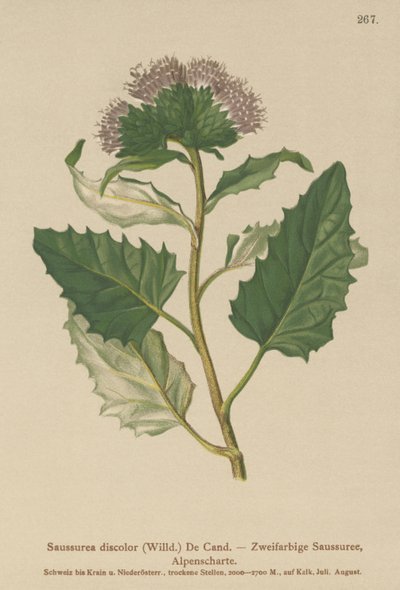 Alppien vierre (Saussurea discolor) tekijältä German School
