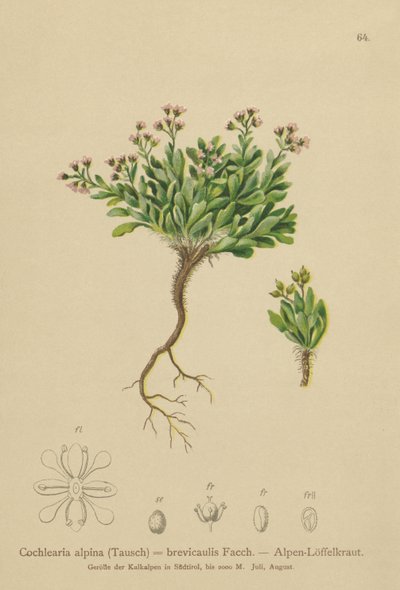Alppien keripukki (Cochlearia alpina, Cochlearia brevicaulis) tekijältä German School