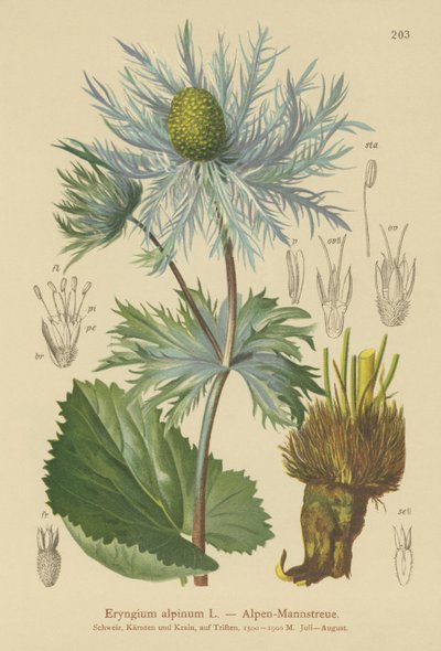 Alpine Sea Holly (Eryngium alpinum) tekijältä German School