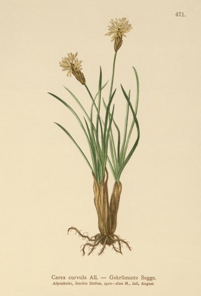 alppisara (Carex curvula) tekijältä German School
