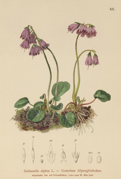 Alppien lumikello (Soldanella alpina) tekijältä German School
