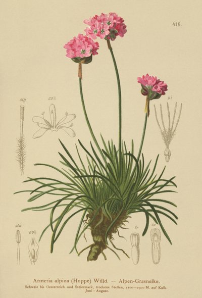 Alppihanhikki (Armeria alpina) tekijältä German School