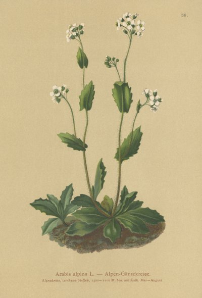 Alppien seinäkrassi (Arabis alpina) tekijältä German School