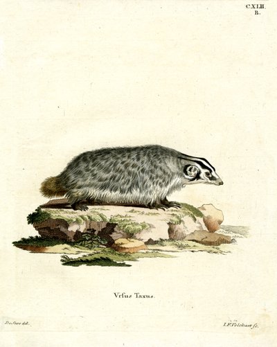 American Badger (värillinen kaiverrus) tekijältä German School