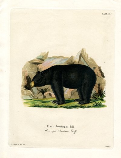 American Black Bear (värillinen kaiverrus) tekijältä German School