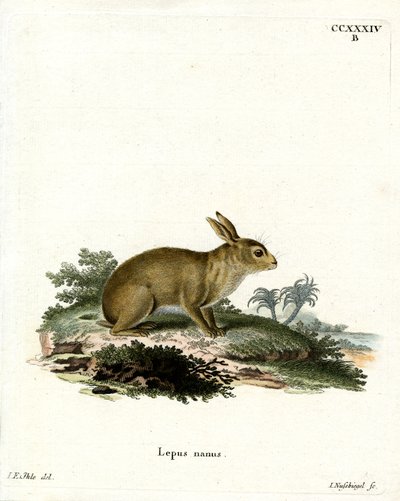 American Grey Rabbit (värillinen kaiverrus) tekijältä German School