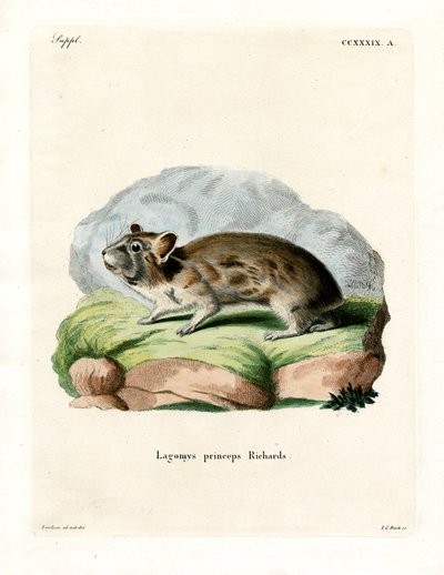 American Pika (värikaiverrus) tekijältä German School