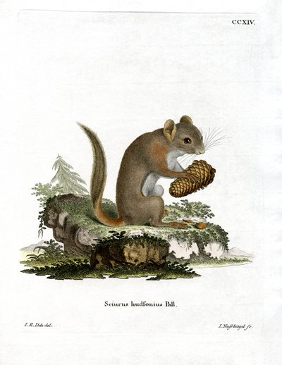 American Red Squirrel (värillinen kaiverrus) tekijältä German School