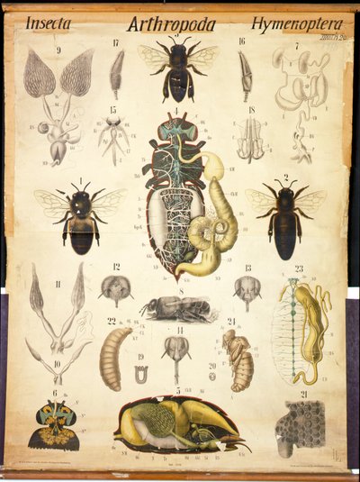 Apiksen anatomia, nro XXVII, Leuckarts Zoological Wall Chart, 1877-98 tekijältä German School