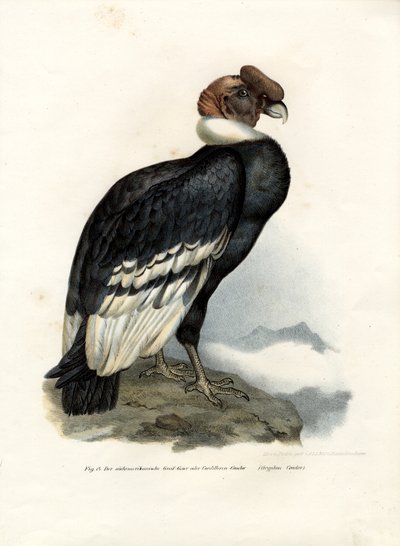 Andien Kondor, 1864 tekijältä German School