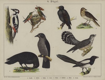 Eläimet (väri litho) tekijältä German School