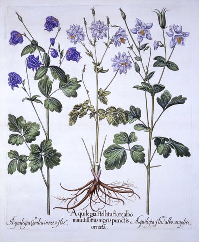 Aquilegia, Hortus Eystettensis, kirjoittanut Basil Besler (1561-1629), pub. 1613 (käsinvärinen kaiverrus) tekijältä German School