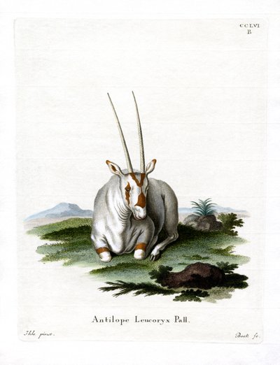 Arabian Oryx (värillinen kaiverrus) tekijältä German School