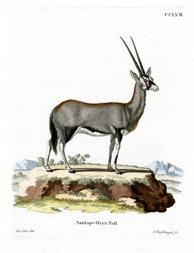 Arabian Oryx (värillinen kaiverrus) tekijältä German School