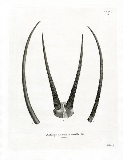 Arabian Oryx Horns (värillinen kaiverrus) tekijältä German School