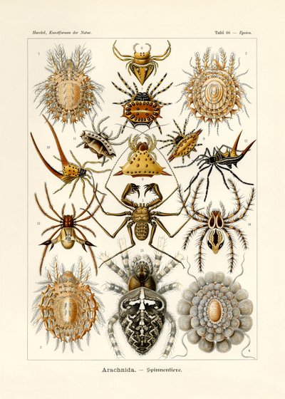 Arachnida, 1899-1904 tekijältä German School