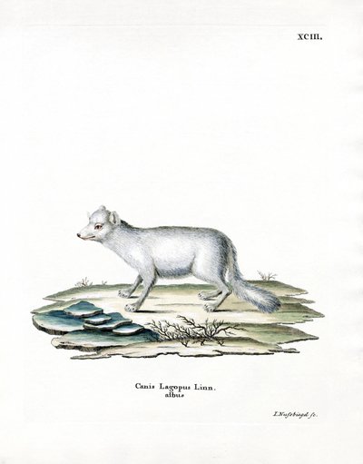 Arctic Fox (värillinen kaiverrus) tekijältä German School