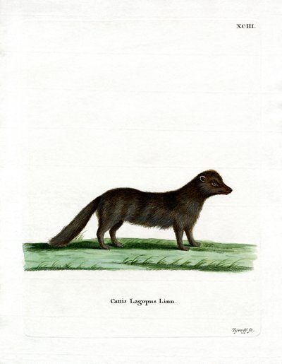 Arctic Fox (värillinen kaiverrus) tekijältä German School